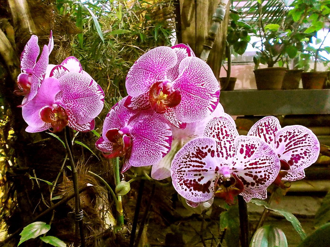 Орхидеи Фаленопсисы. - Лия ☼