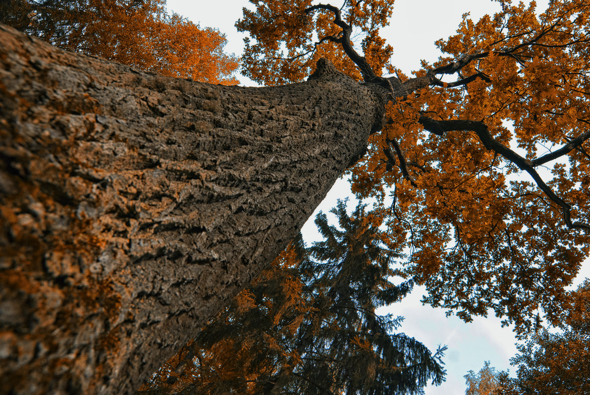 Столетний дуб в Павловском парке, Санкт-Петербург - Serge Prakhov