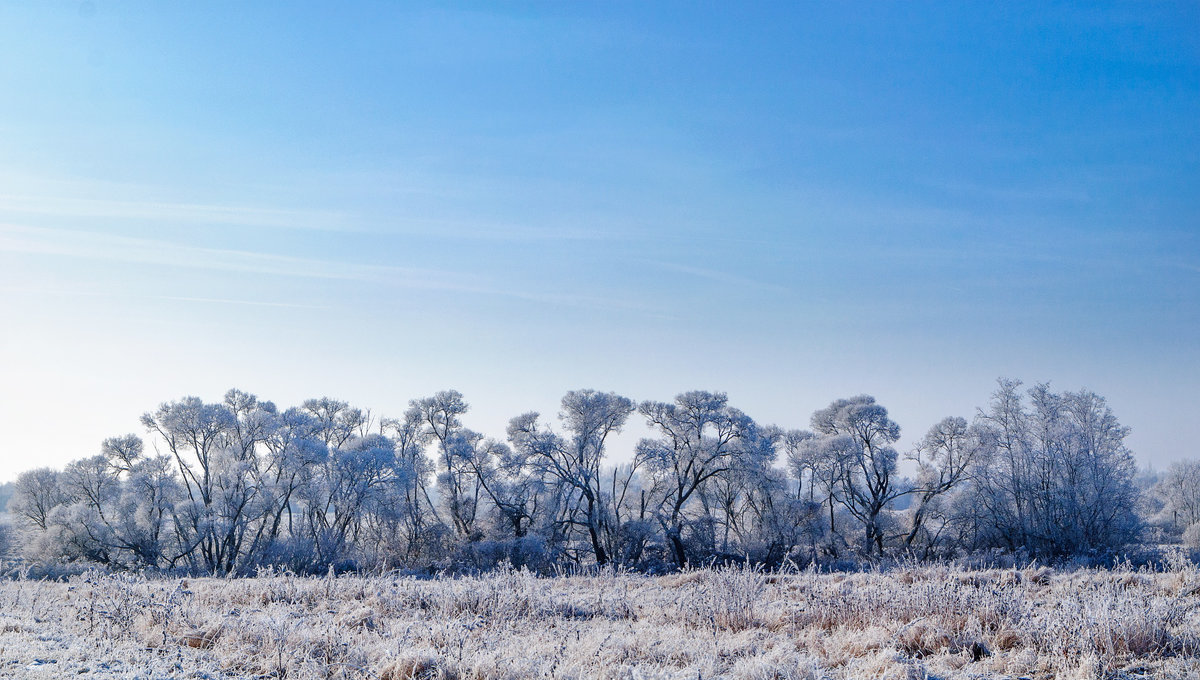 Замёрзшие деревья - Анатолий Клепешнёв