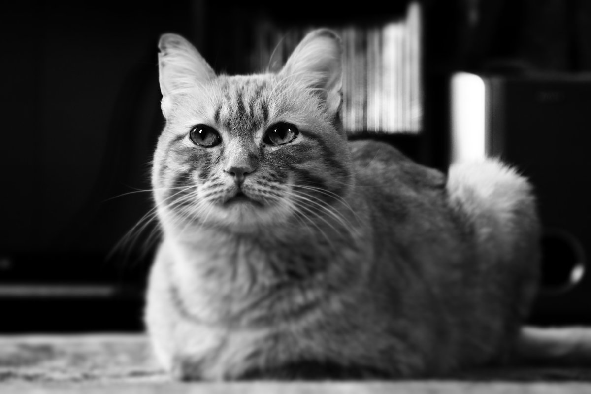 Портрет моего кота - Максим Стрижаченко