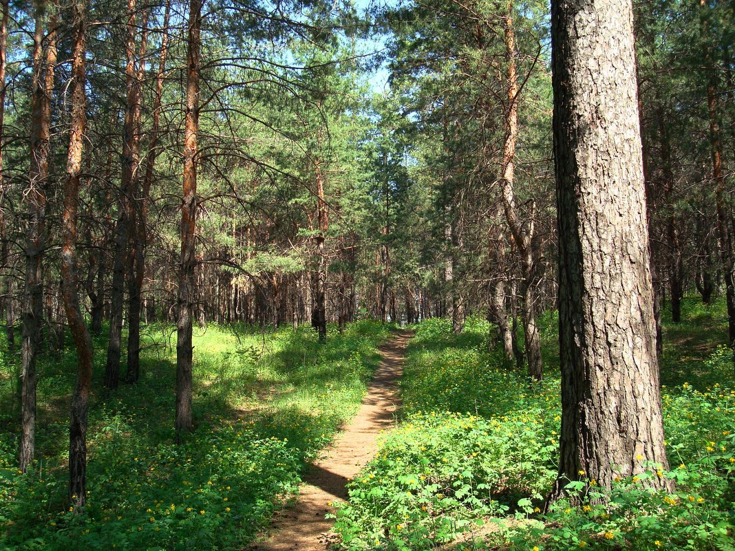 Весенний лес - Стас Борискин (STArSphoto)