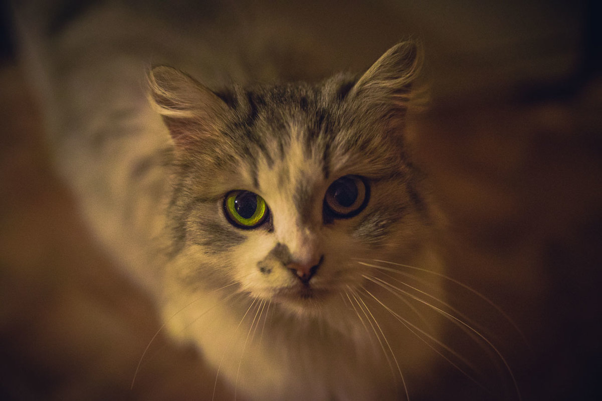 Кошка,которая очень любит фотографироваться:) - Галина Мещерякова