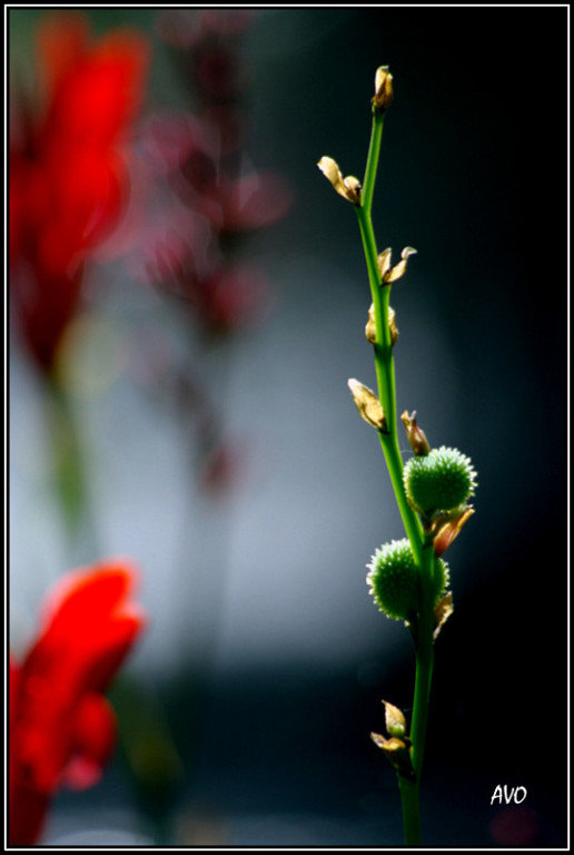 *** - AVETIS GHAZANCHYAN