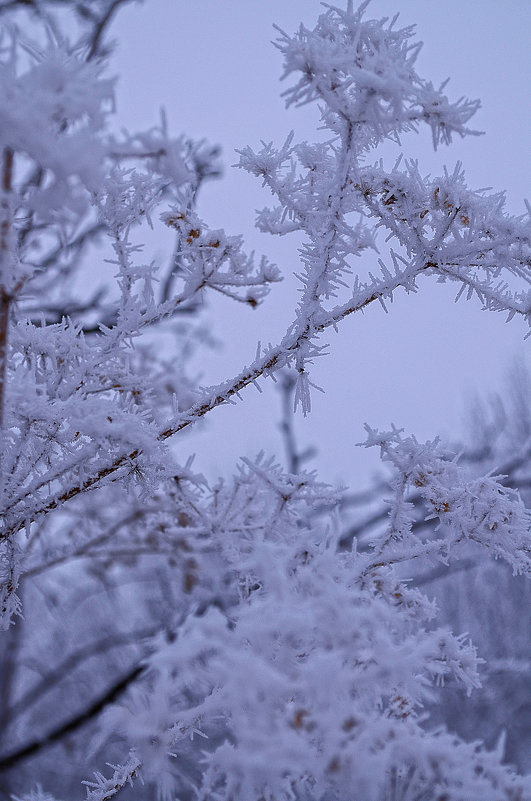 The first signs of winter - Tatiana Kretova