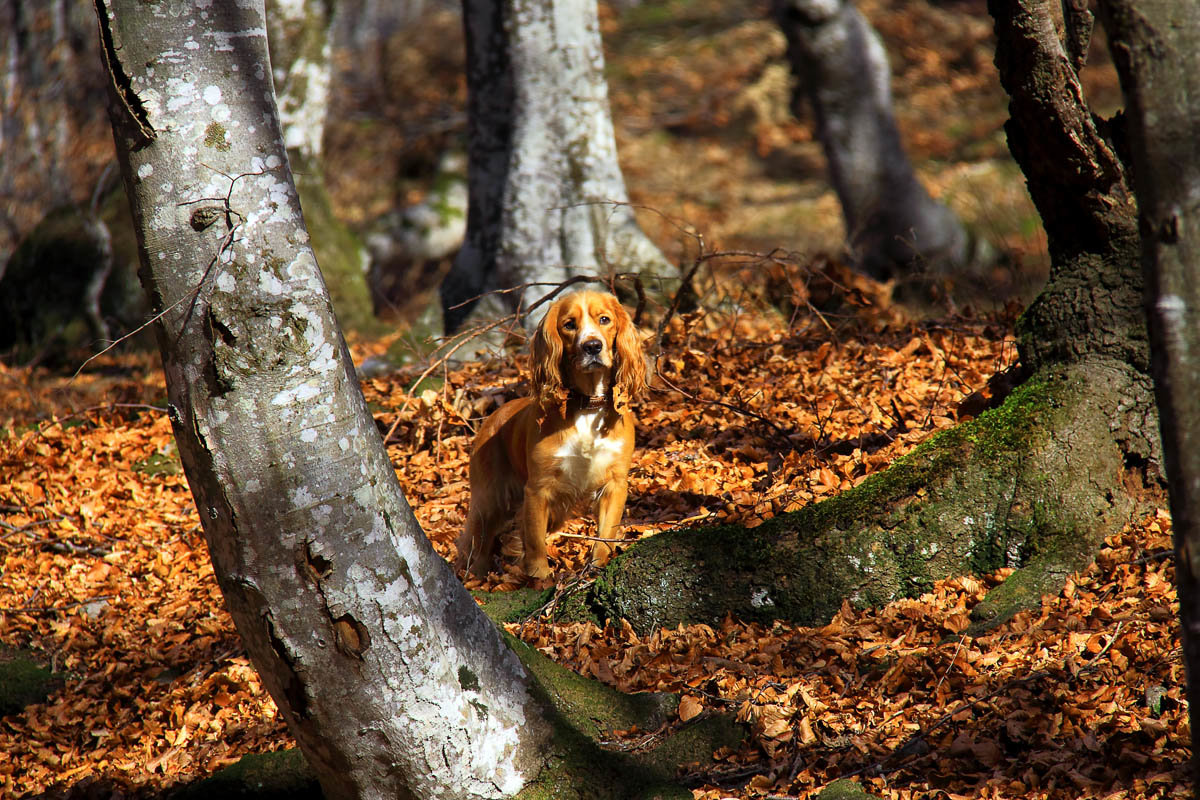 Собака в осеннем лесу