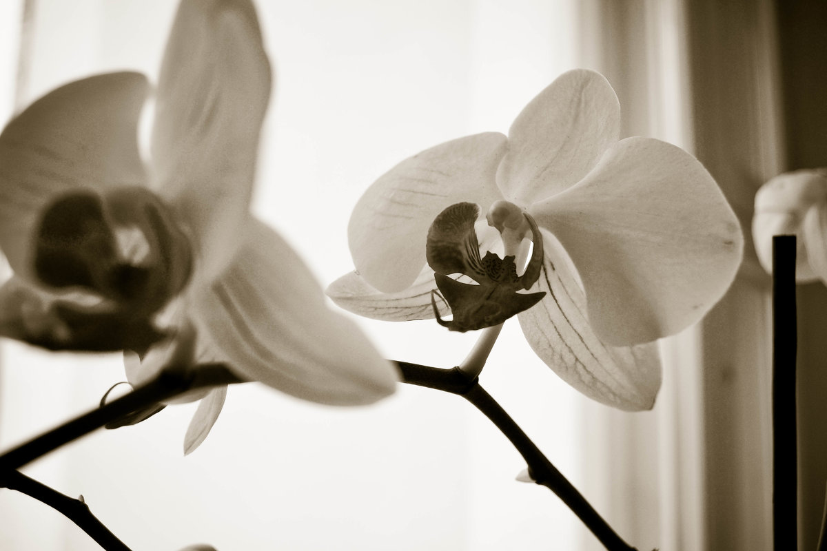 В черно-белом цвете.2 - Viktoria Tkach