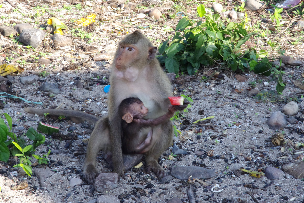 Мама обезьянка с малышом - Елена Береговых