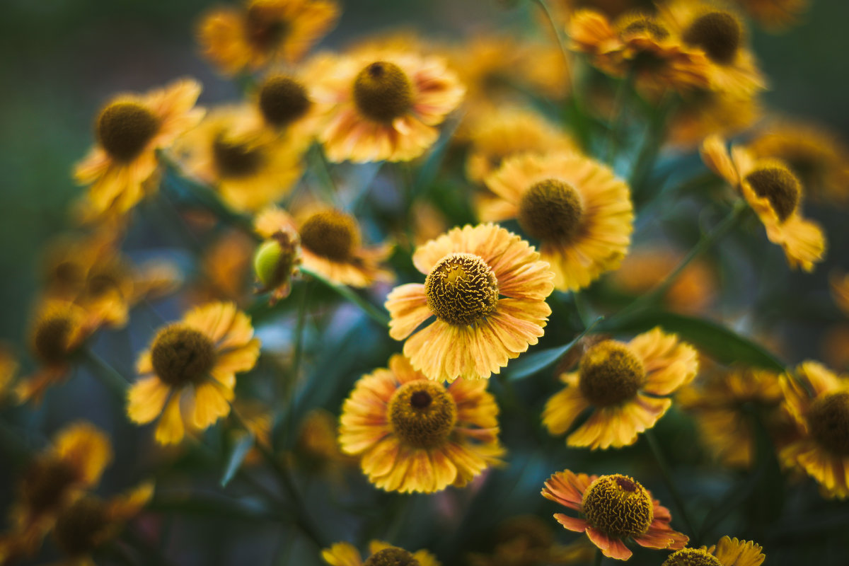 flowers - Анна Zh.