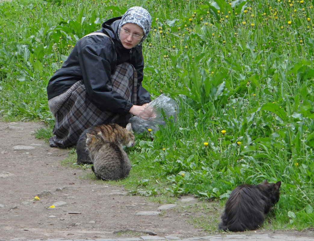 Паломница кормящая кошек - Паровозик из Ромашково Ж