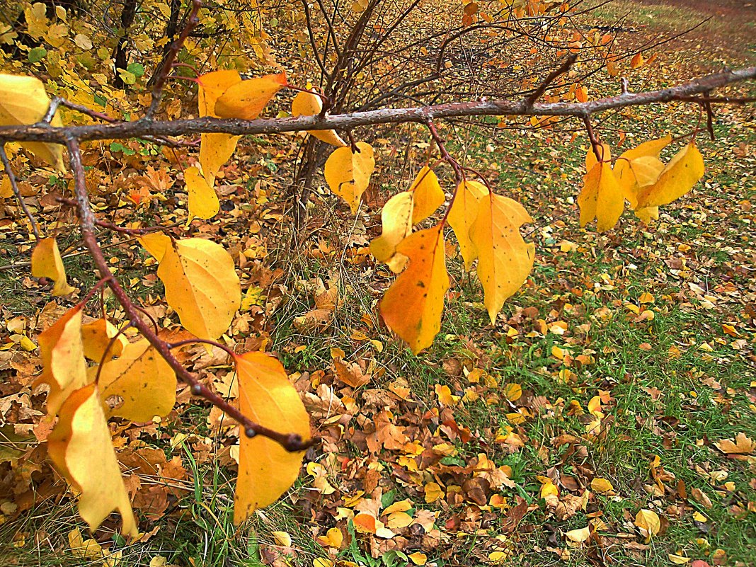 осенние листья - петькун  георгий 