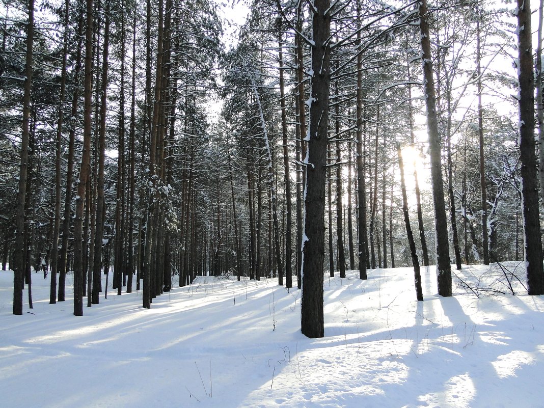 Солнце в зимнем лесу - Елена Шемякина