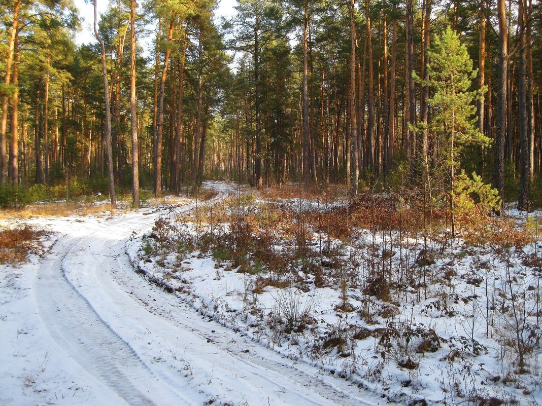 В зимнем лесу - Леонид Корейба