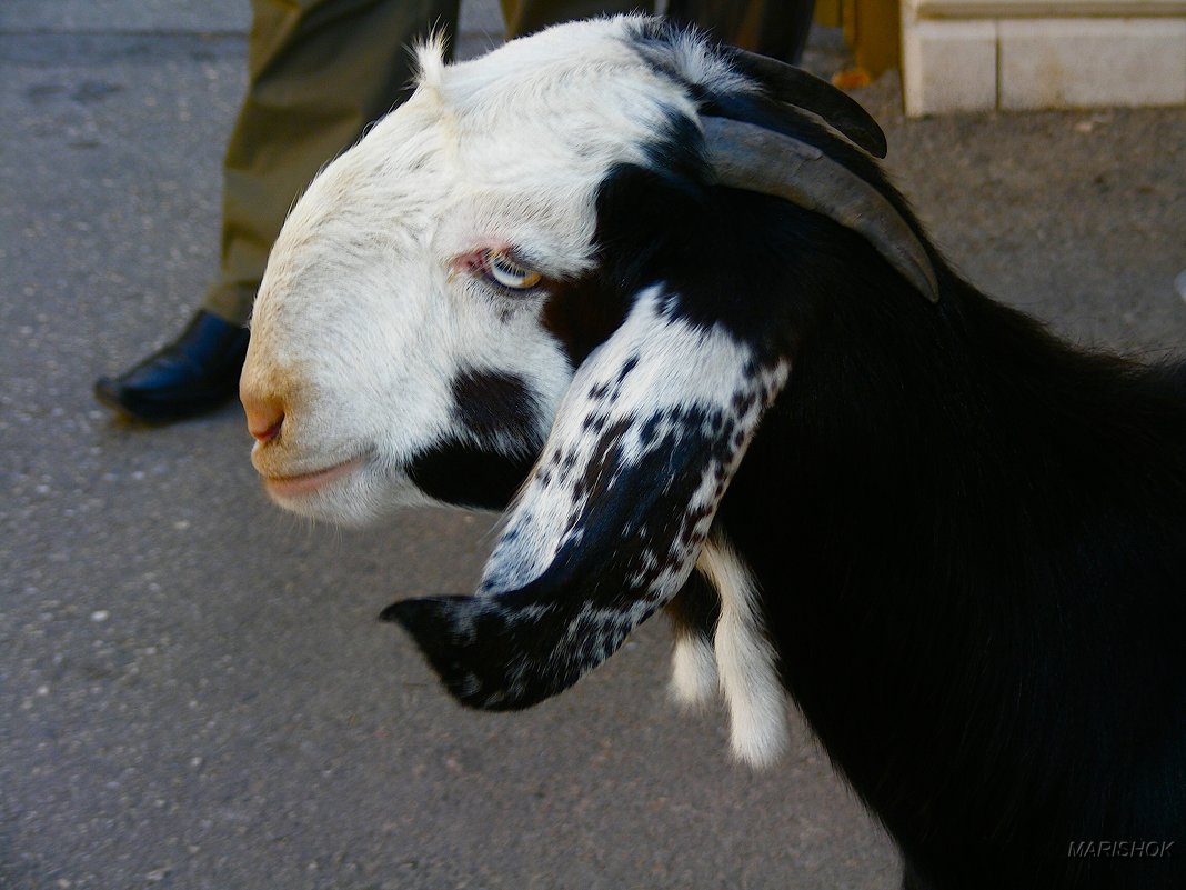 Козя - kolyeretka 