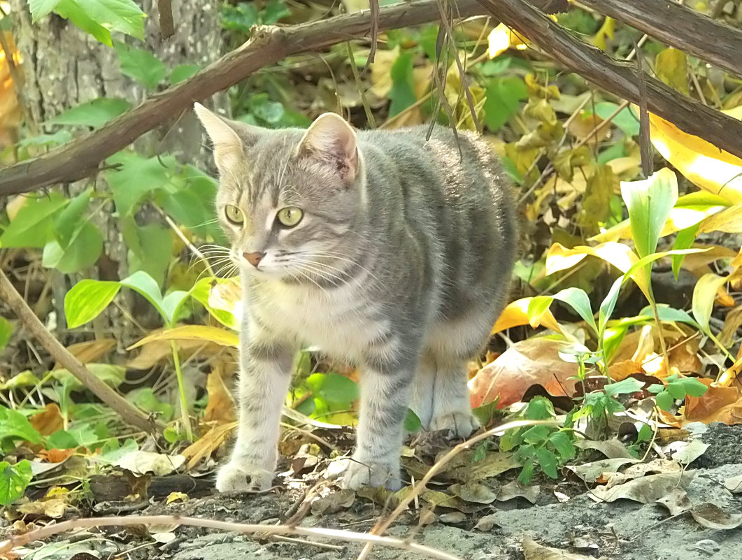 Ну,чем я не тигра...?! - Наталья 