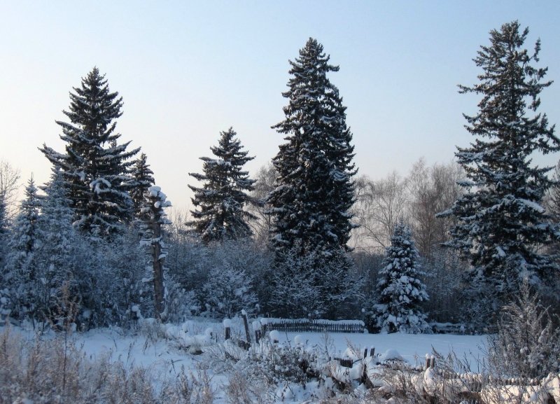 Елки-палки - Вера Андреева