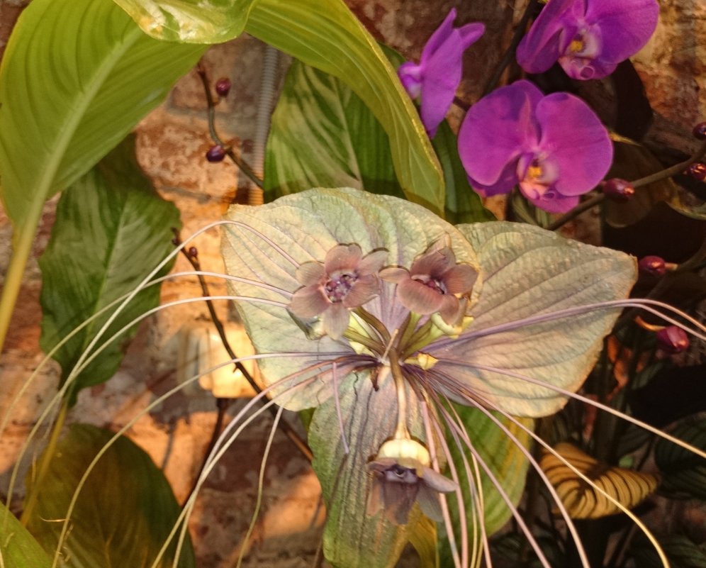 Орхидеи - Galina194701 
