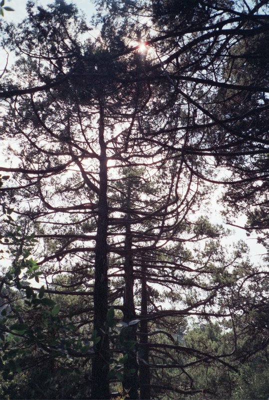 Деревья на горных склонах - Георгий Калиберда