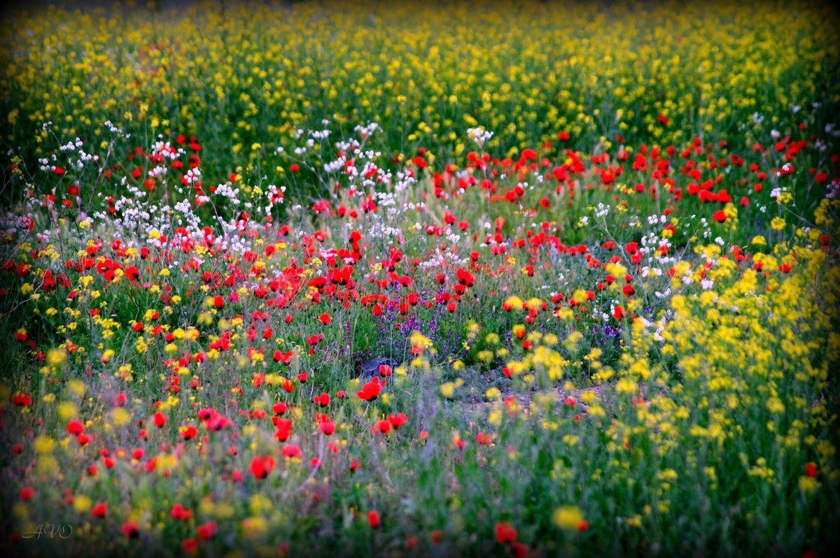 *** - AVETIS GHAZANCHYAN