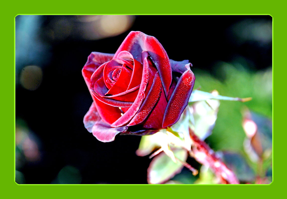 Роза любви - виталий Цицюрский