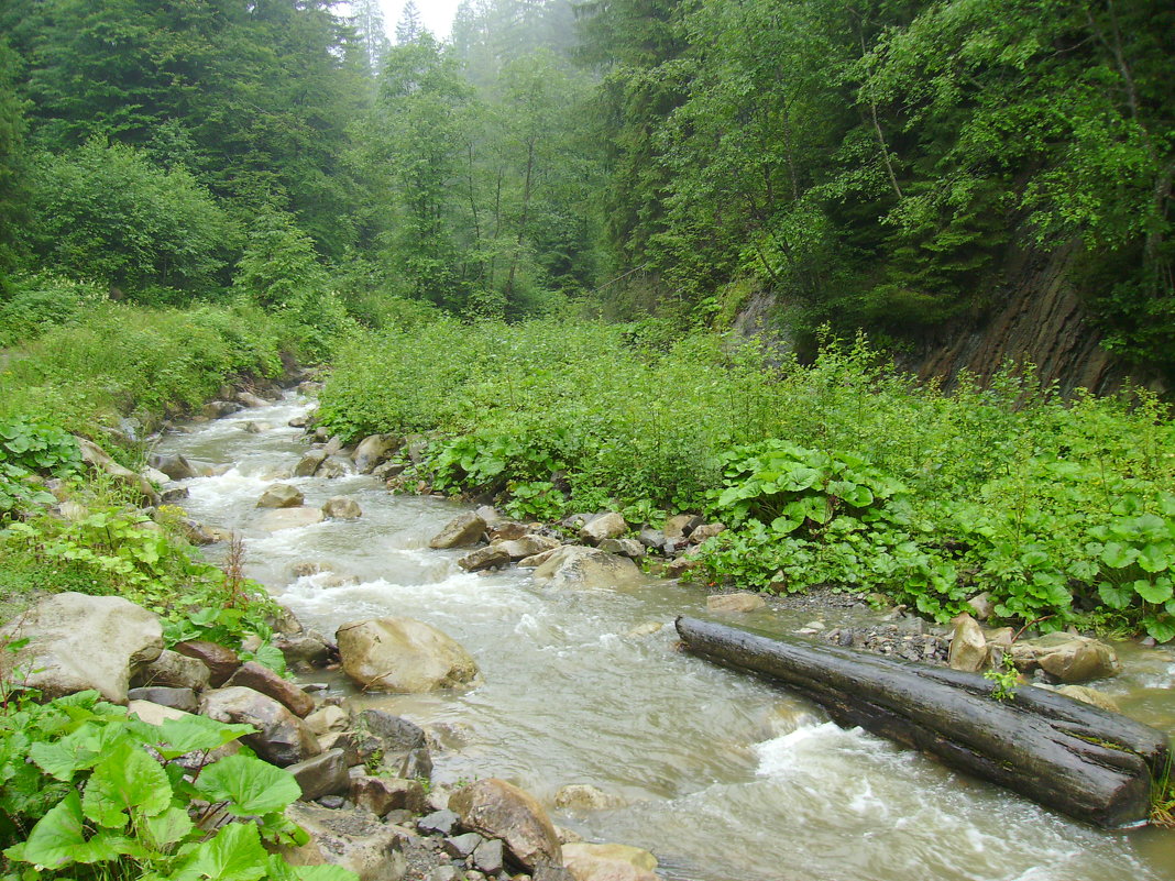 Горная  река  в  Карпатском лесу - Андрей  Васильевич Коляскин