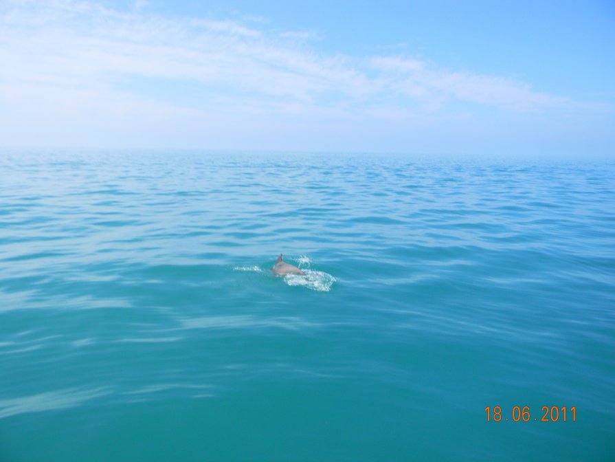 дельфин в открытом море - Надежда Пономарева (Молчанова)