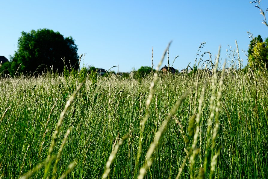 Трава У Дома Фото