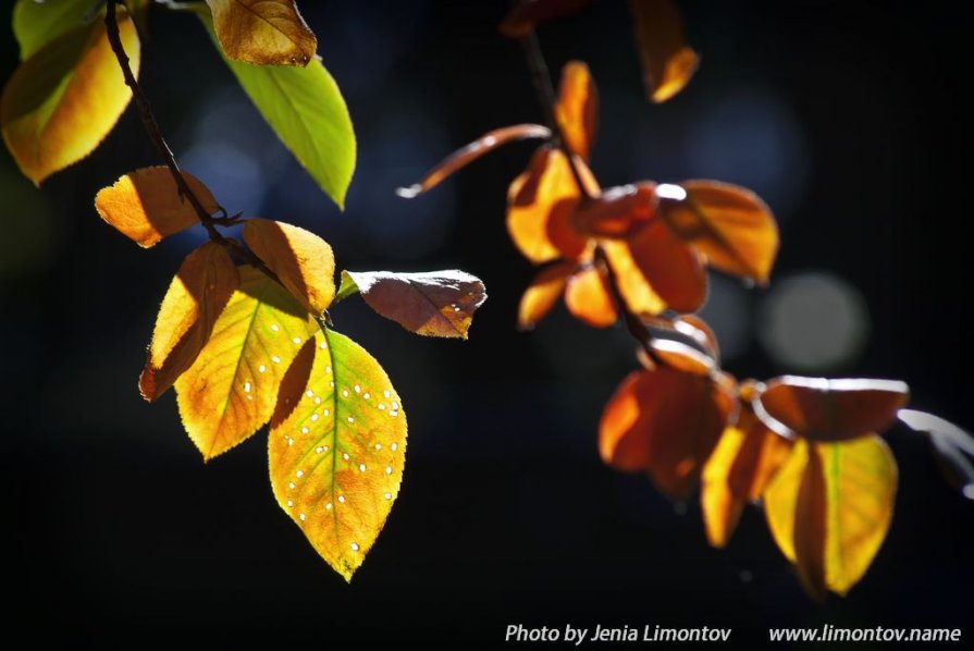 Янтарными красками осень рисует ... - Евгений Лимонтов