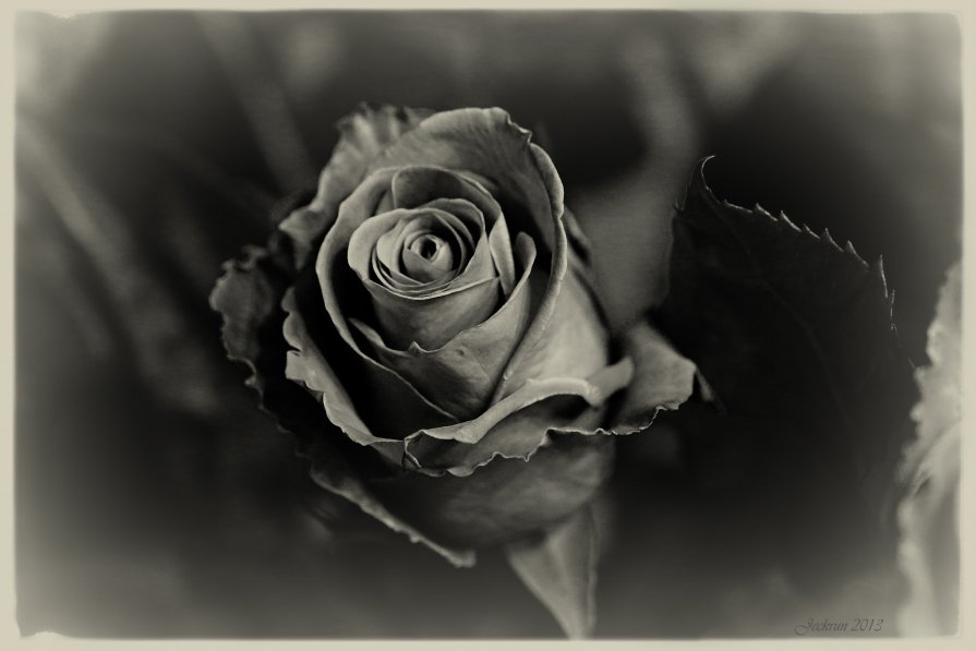 Dark rose - Evgeniy Vejnik