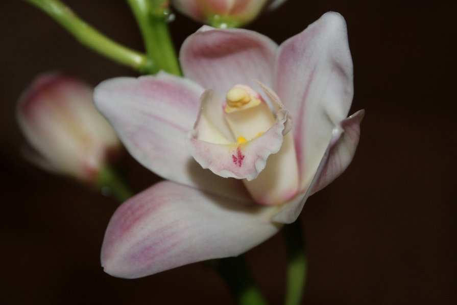Орхидея - Оля Чеченец