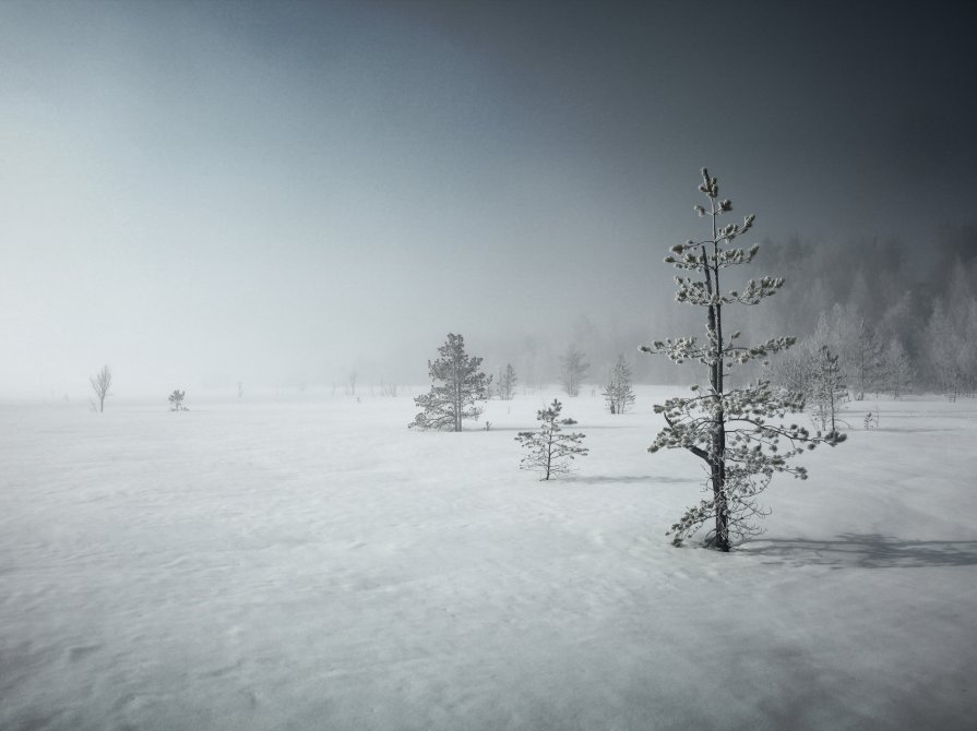 Анна Довгаль - Болото - Фотоконкурс Epson