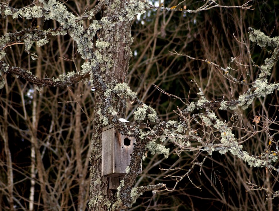 лесной домик - ольга кривашеева