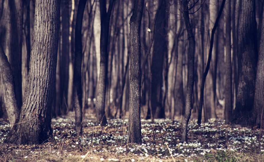 the wood between the the worlds - Анжела Новикова