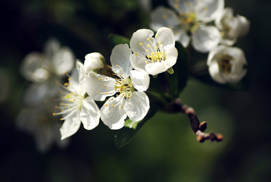 spring is coming - Анжела Новикова