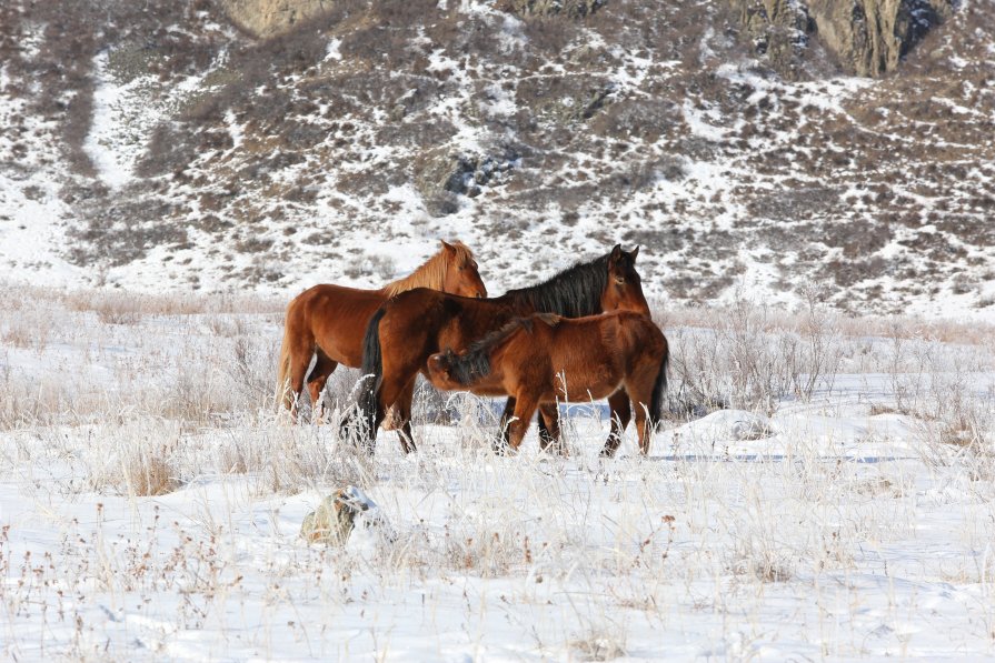 Кони в алтайских горах - IGOR KOUZNETSOV