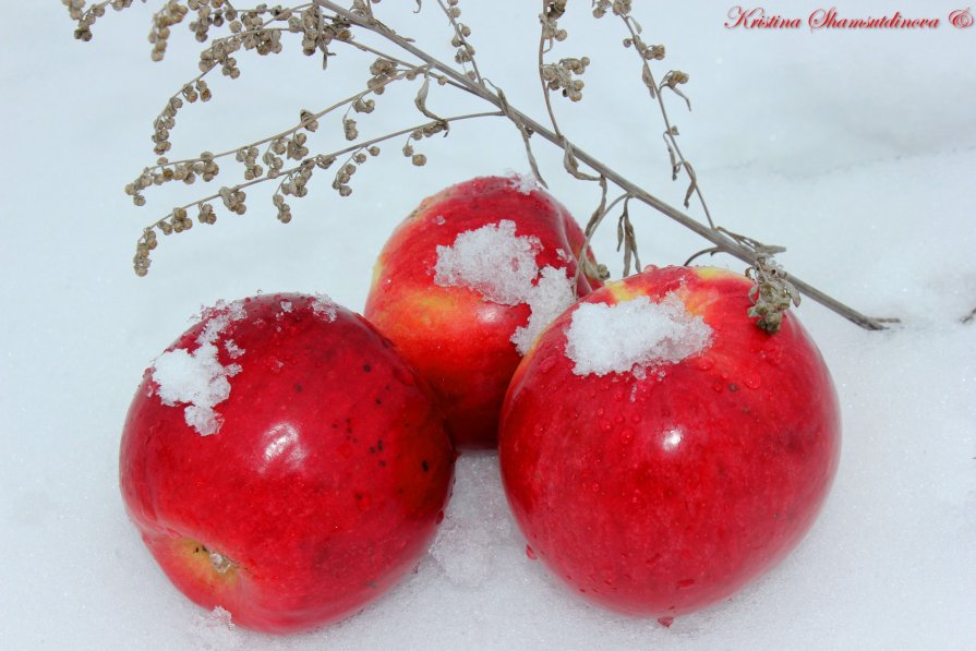 Зимние яблочки - Кристина Шамсутдинова