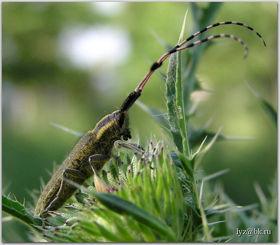 Усач Агапантия (Agapanthia villosoviridescens) - Андрей Lyz