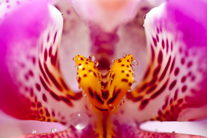Цветущая орхидея - Aleksandr Kachan