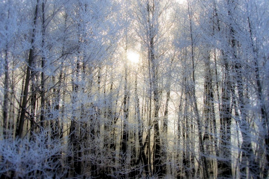 мороз и солнце.и деревья - владимир гребёнкин
