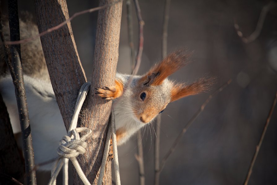 red squirrel - Владислав Чернов