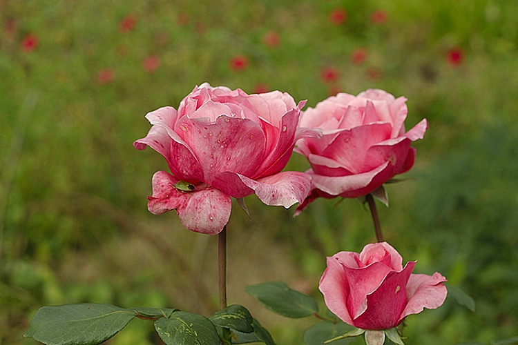 Розовые розы - Ирина Татьяничева