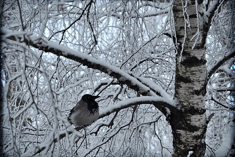 Птичке холодно - Диана Задворкина