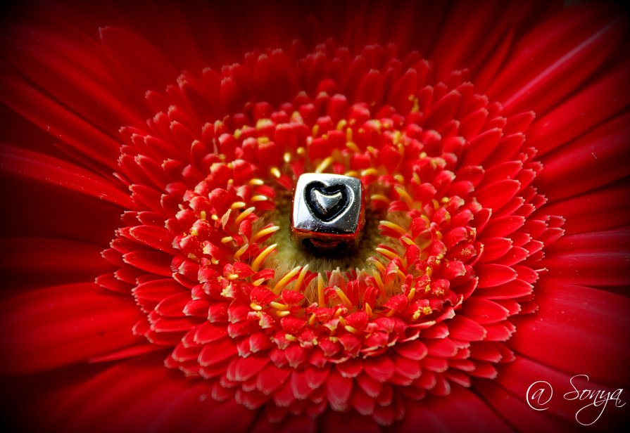 flower heart - Sonya Voloshyna