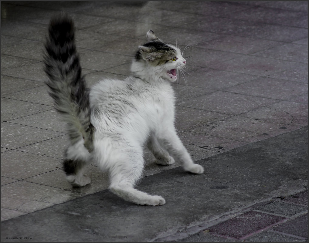 Киокушинмяу или стиль бешеного котяки-из серии Кошки очарование мое! - Shmual & Vika Retro