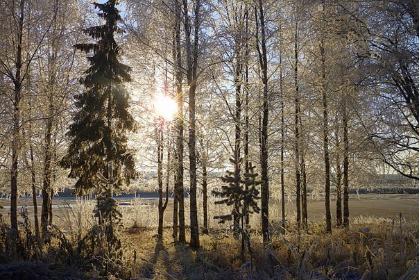 Зимнее утро - Александра Карпова