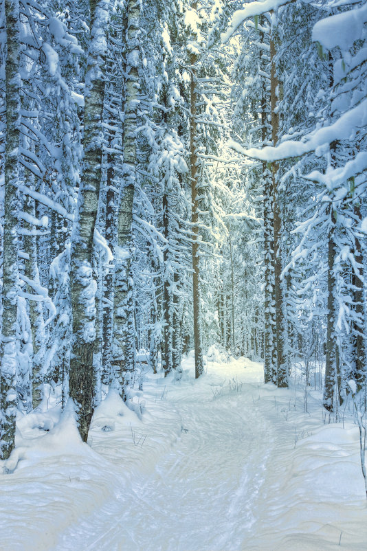 В лесу на лыжной прогулке - Сергей Елькин