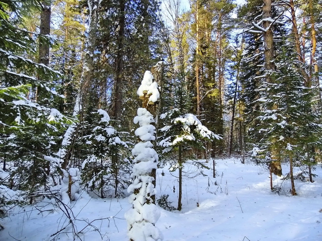 Зимний лес - Александр Рождественский