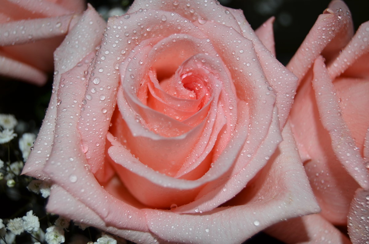 Розовые розы - Алина Жукова