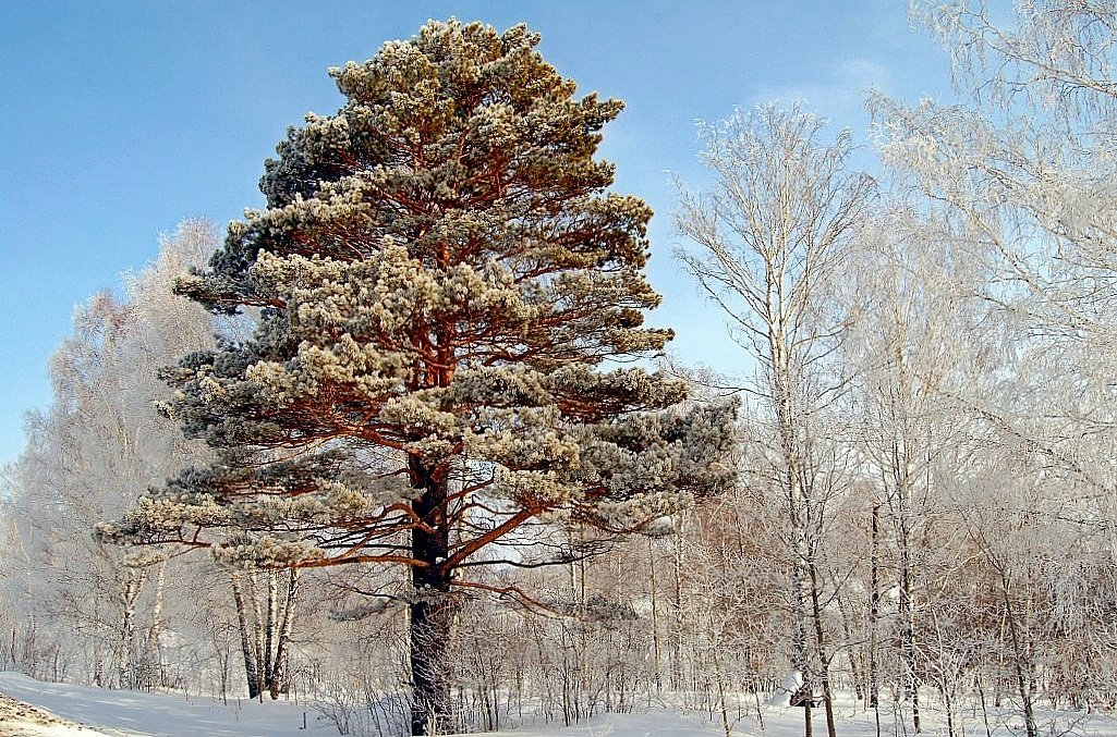 КРАСАВЕЦ - Виктор Корсуков