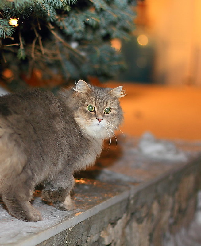 Новогодний кот ). - Сергей Щербатюк