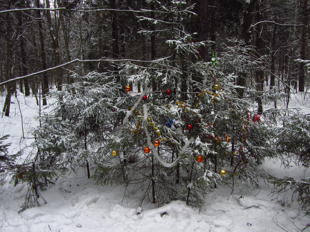 01 января 2013 - ёлка в лесу - Андрей Лукьянов
